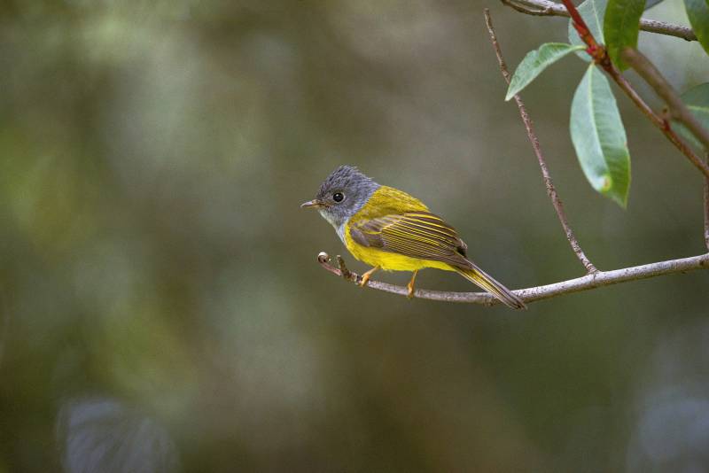 黄腹小鸟栖息枝头图片