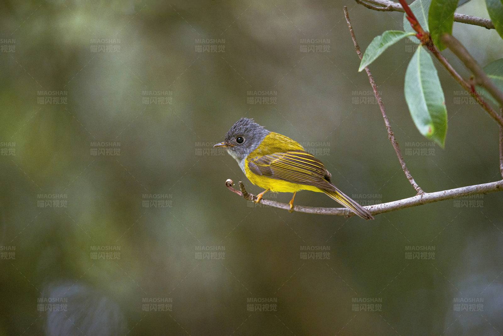 黄腹小鸟栖息枝头图片