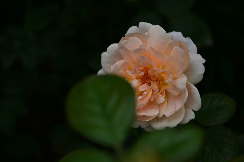 娇艳月季花图片