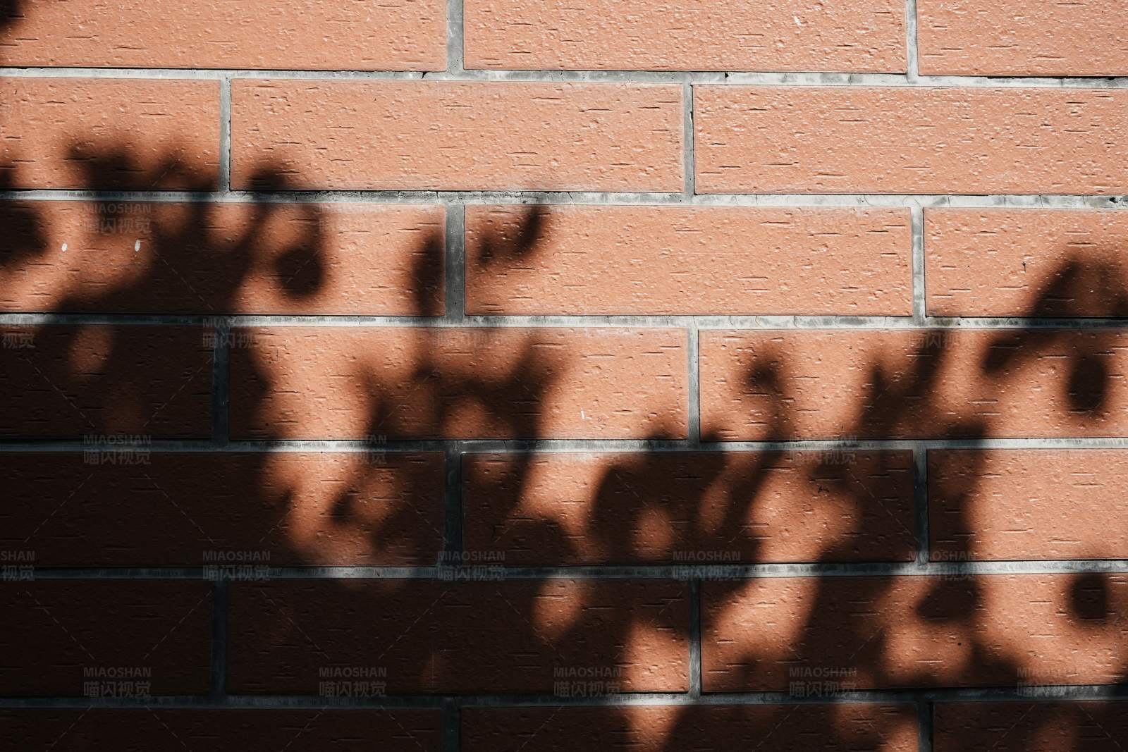 砖墙上的树影图片