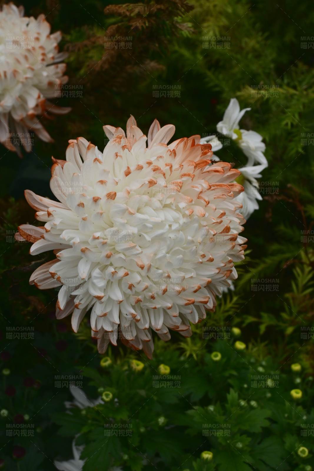 白菊绽放 绿叶相衬图片