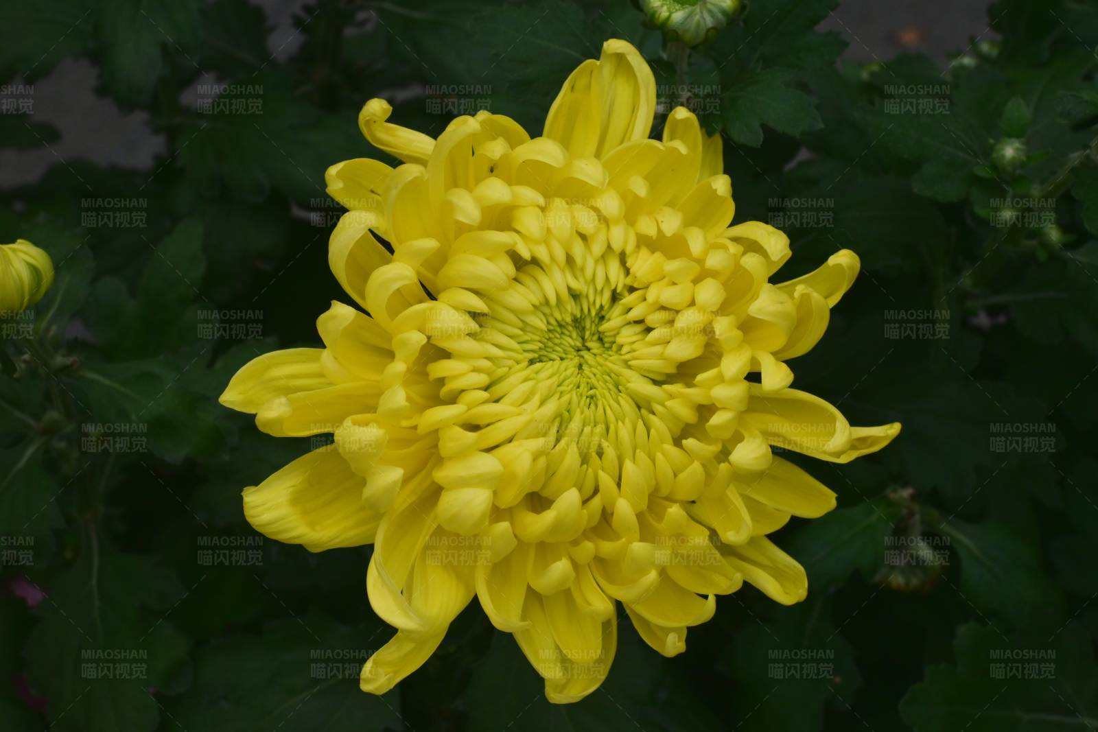 黄色菊花特写图片