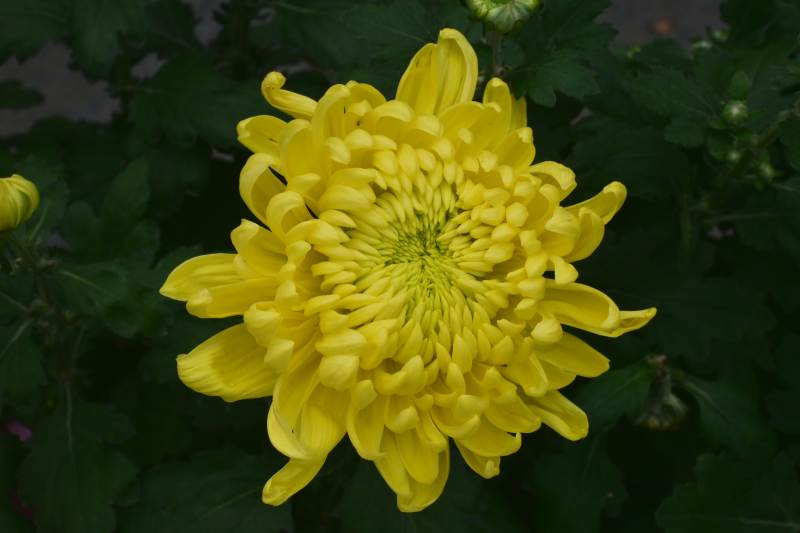 黄色菊花特写图片