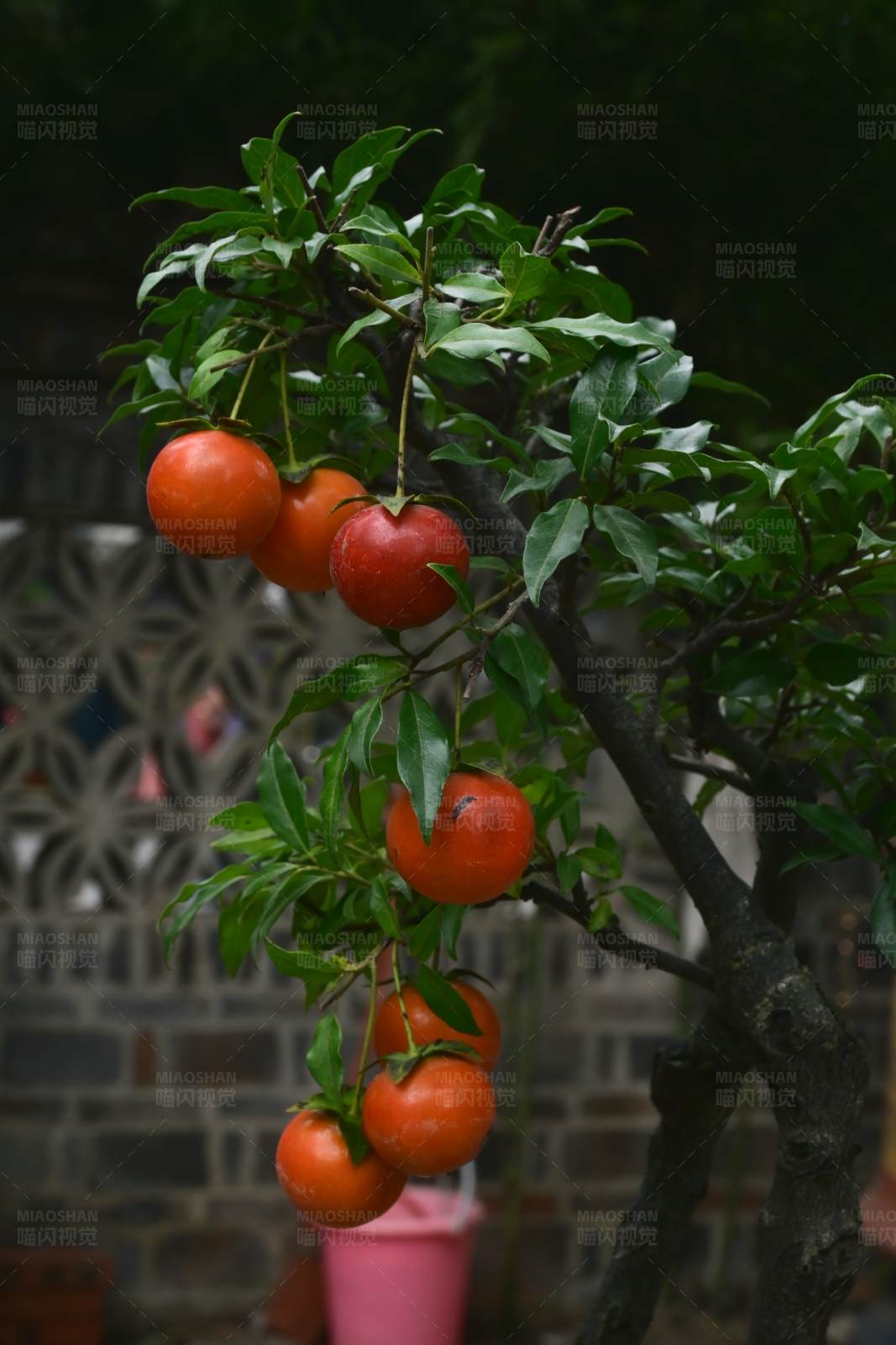 树上挂满了成熟的柿子图片