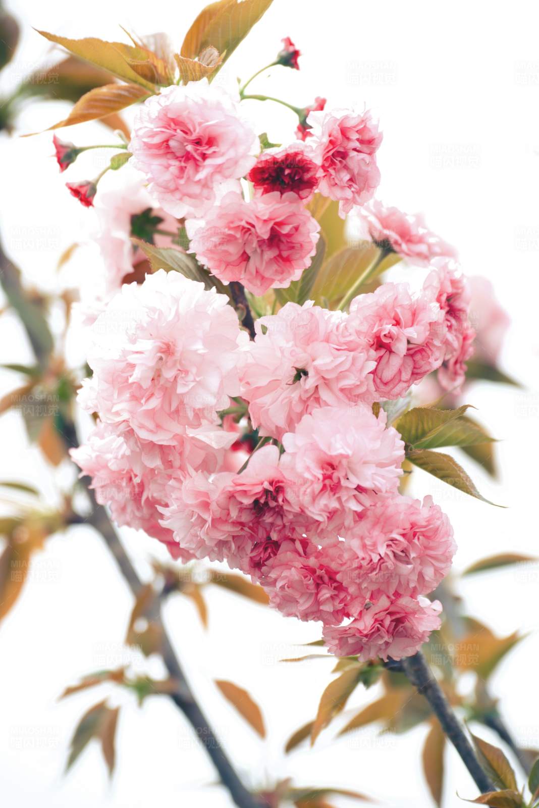 粉色樱花盛开图片