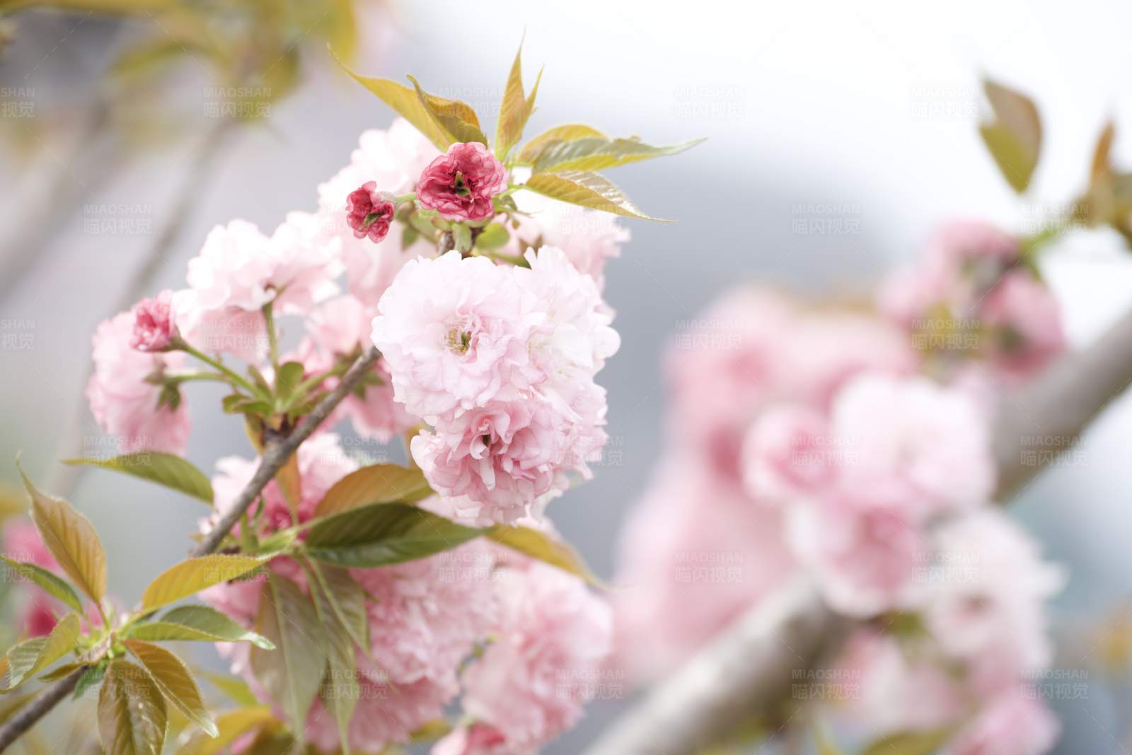 樱花盛开的美丽景象图片
