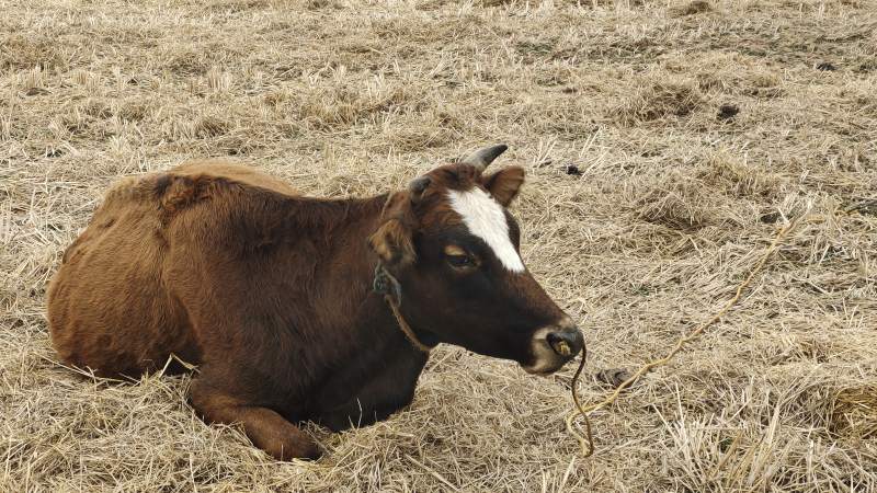 田野上的休息小牛图片