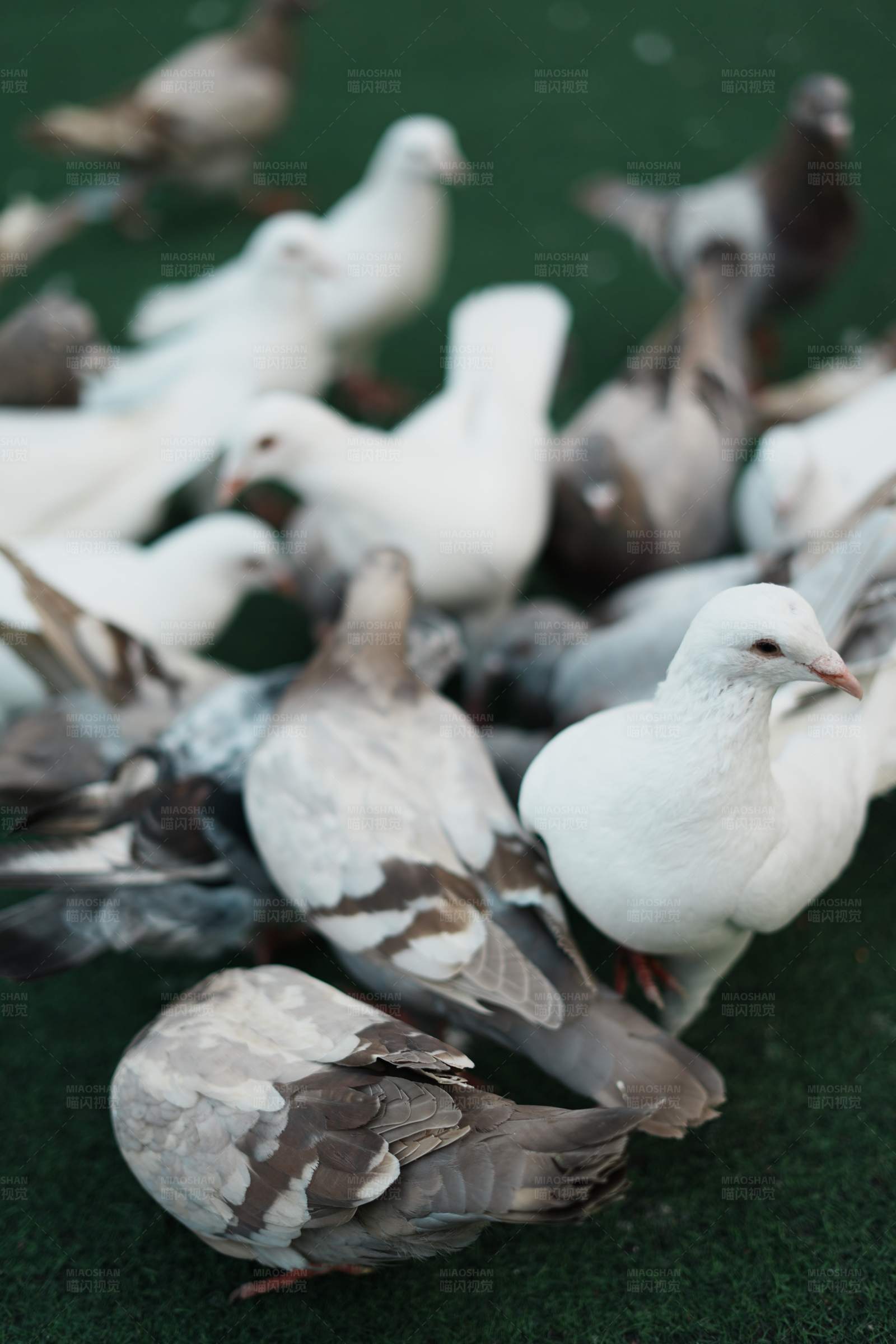 鸽子群图片