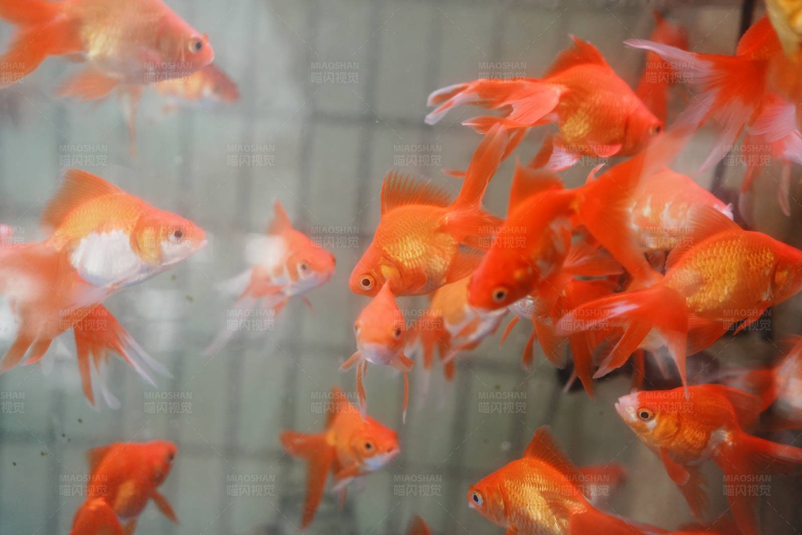金鱼群游图片