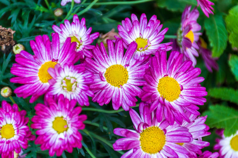 紫色雏菊绽放美丽图片