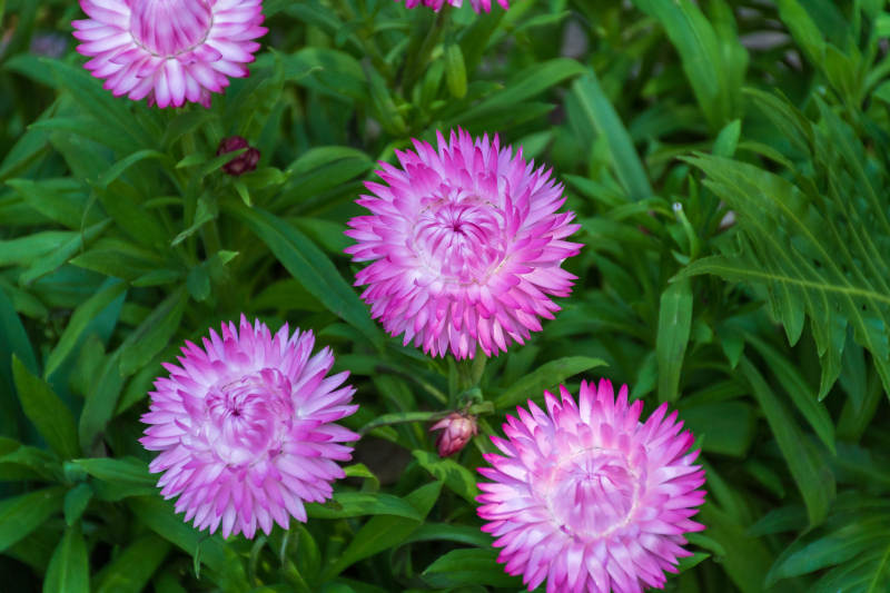 粉色花朵绽放图片