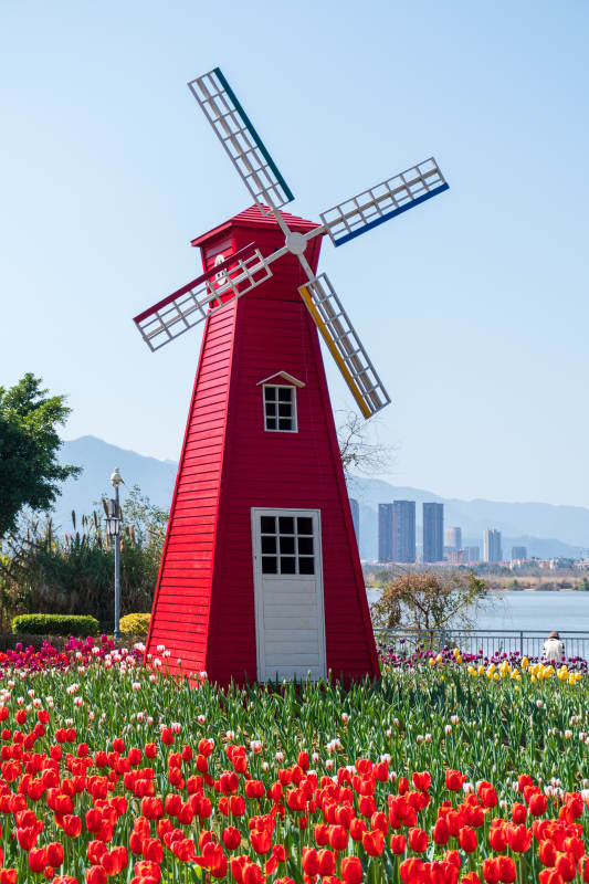 红色风车与郁金香花海图片