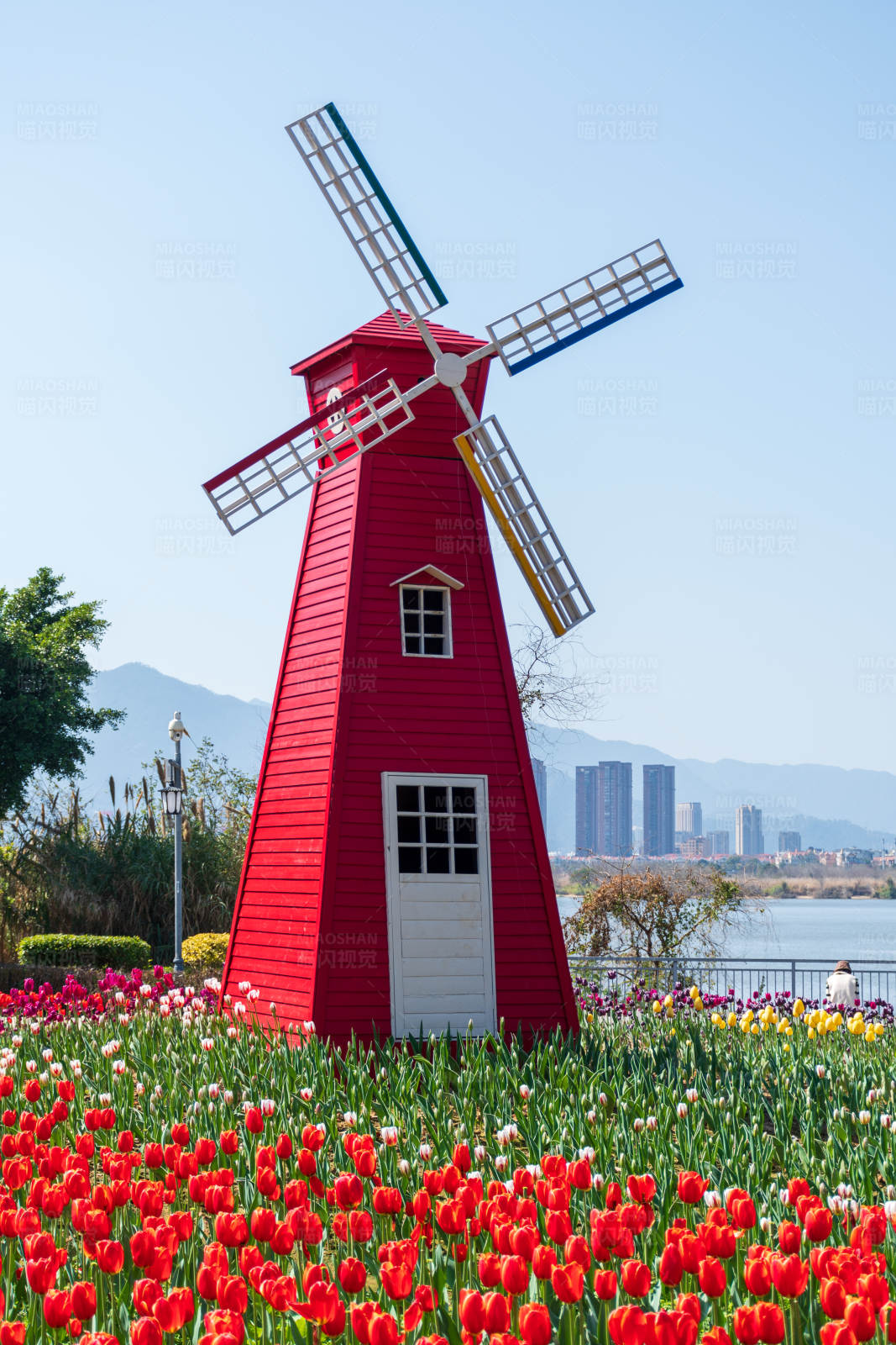 红色风车与郁金香花海图片