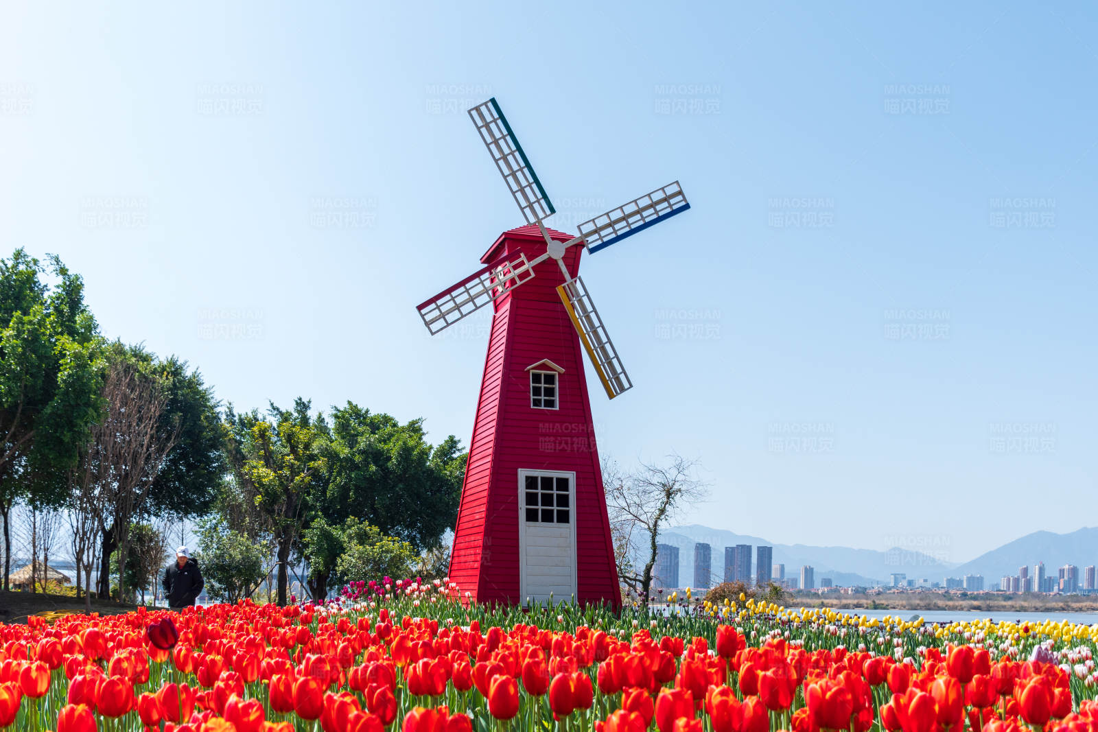 风车与郁金香花田图片