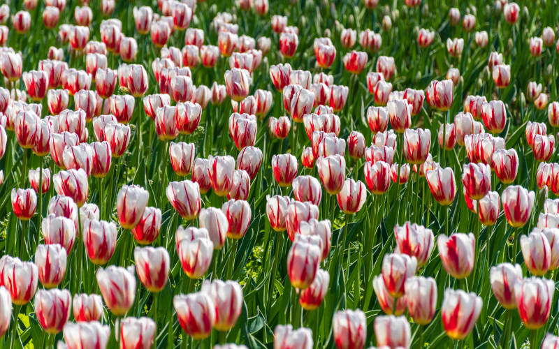 郁金香花海图片