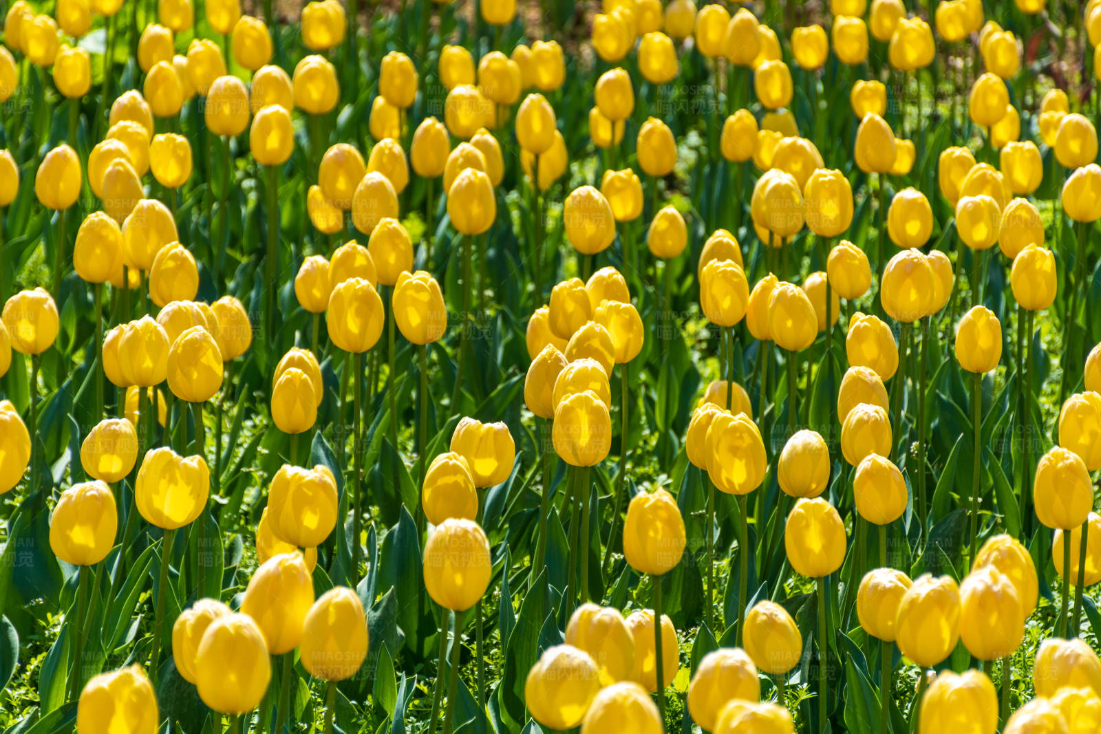 黄色郁金香花海图片