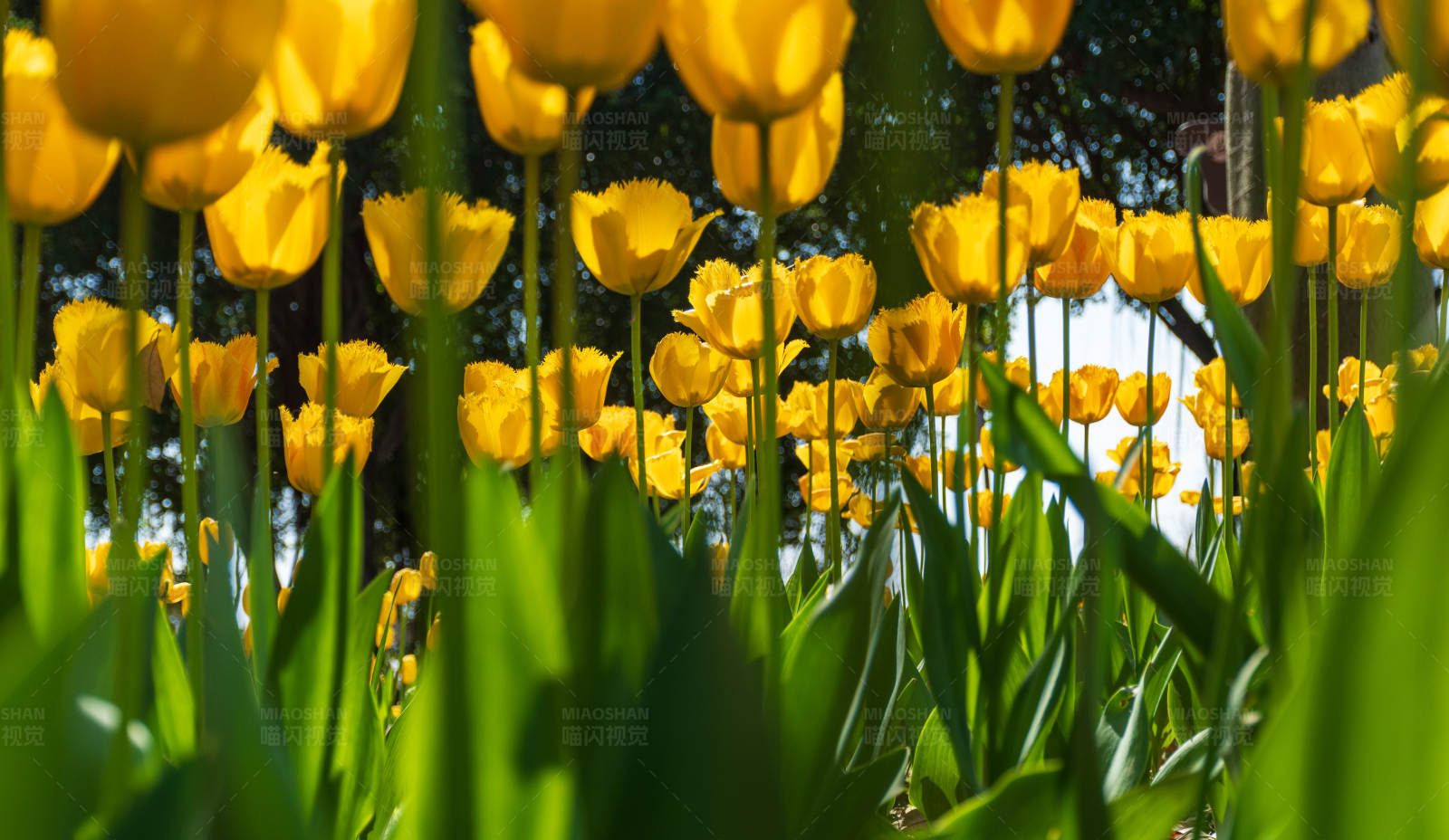 金色郁金香花海图片