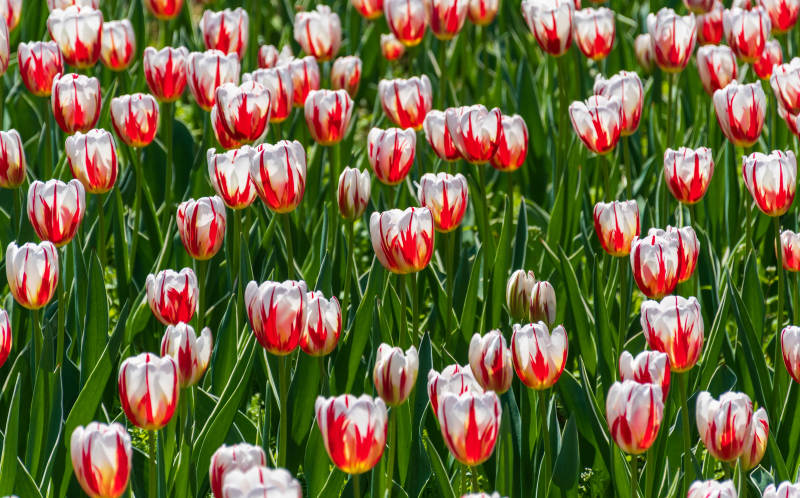 红白郁金香花海图片