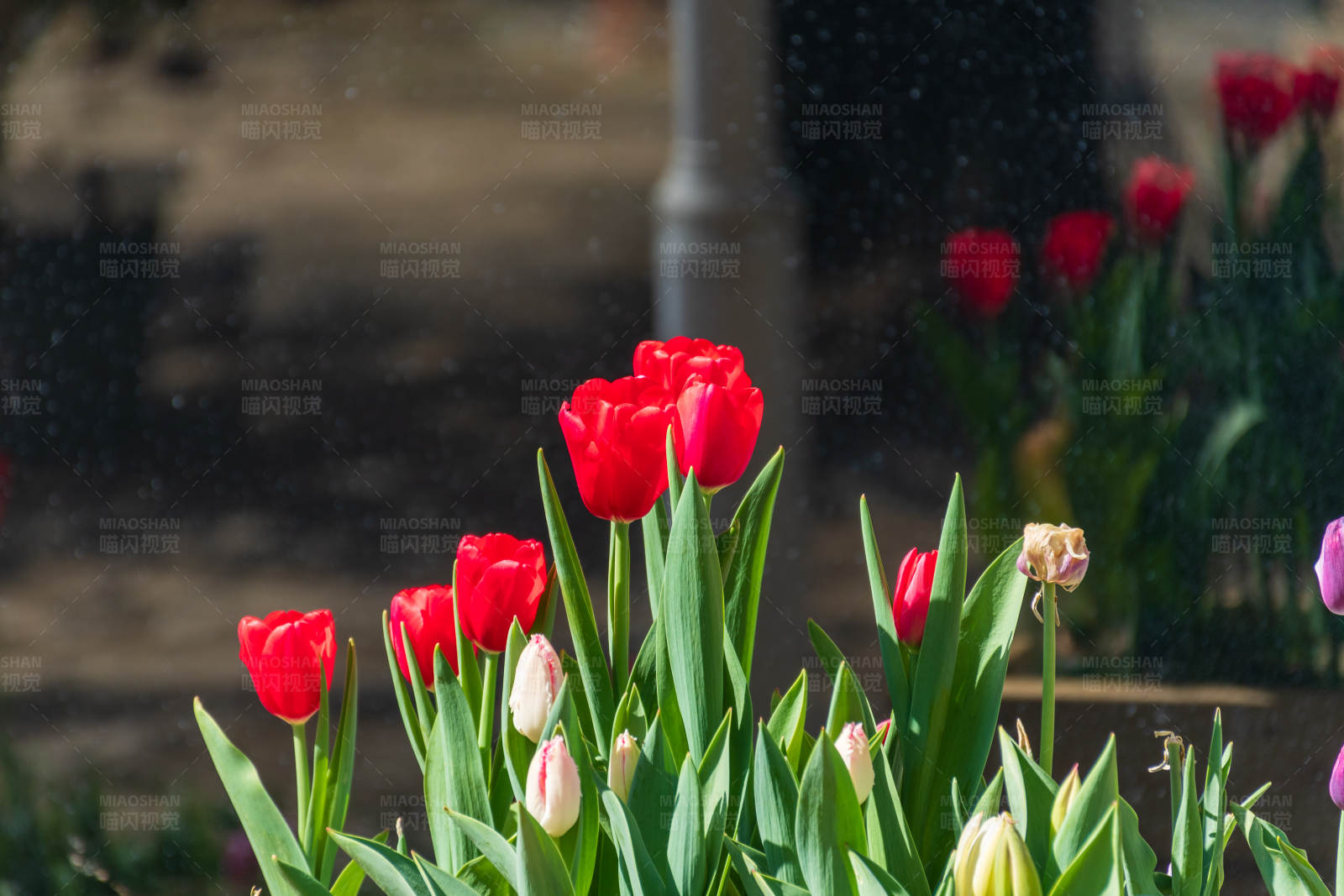 雨中红郁金香图片