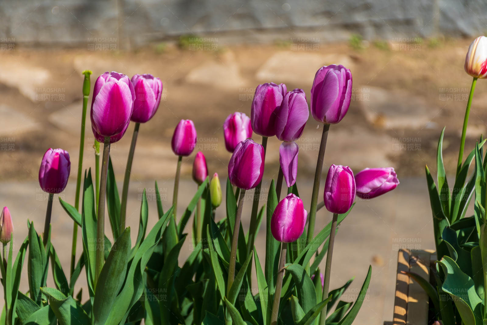 紫色郁金香花坛图片