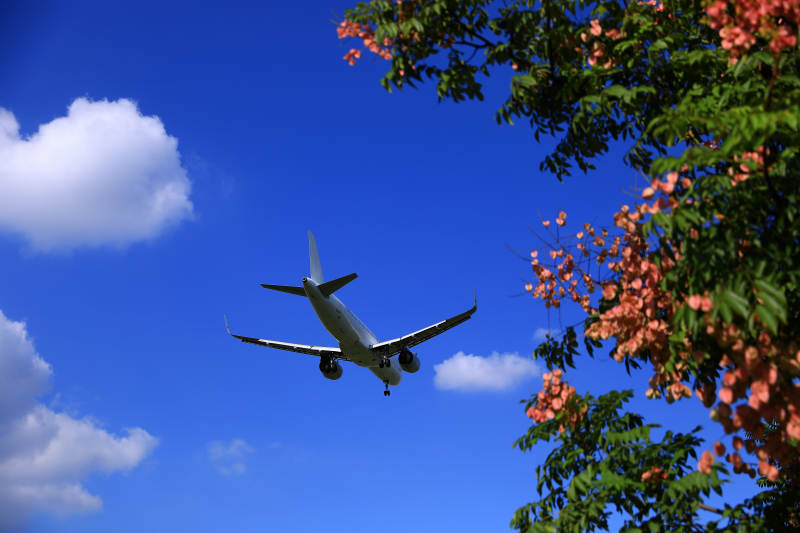 飞机飞越栾树枝头图片