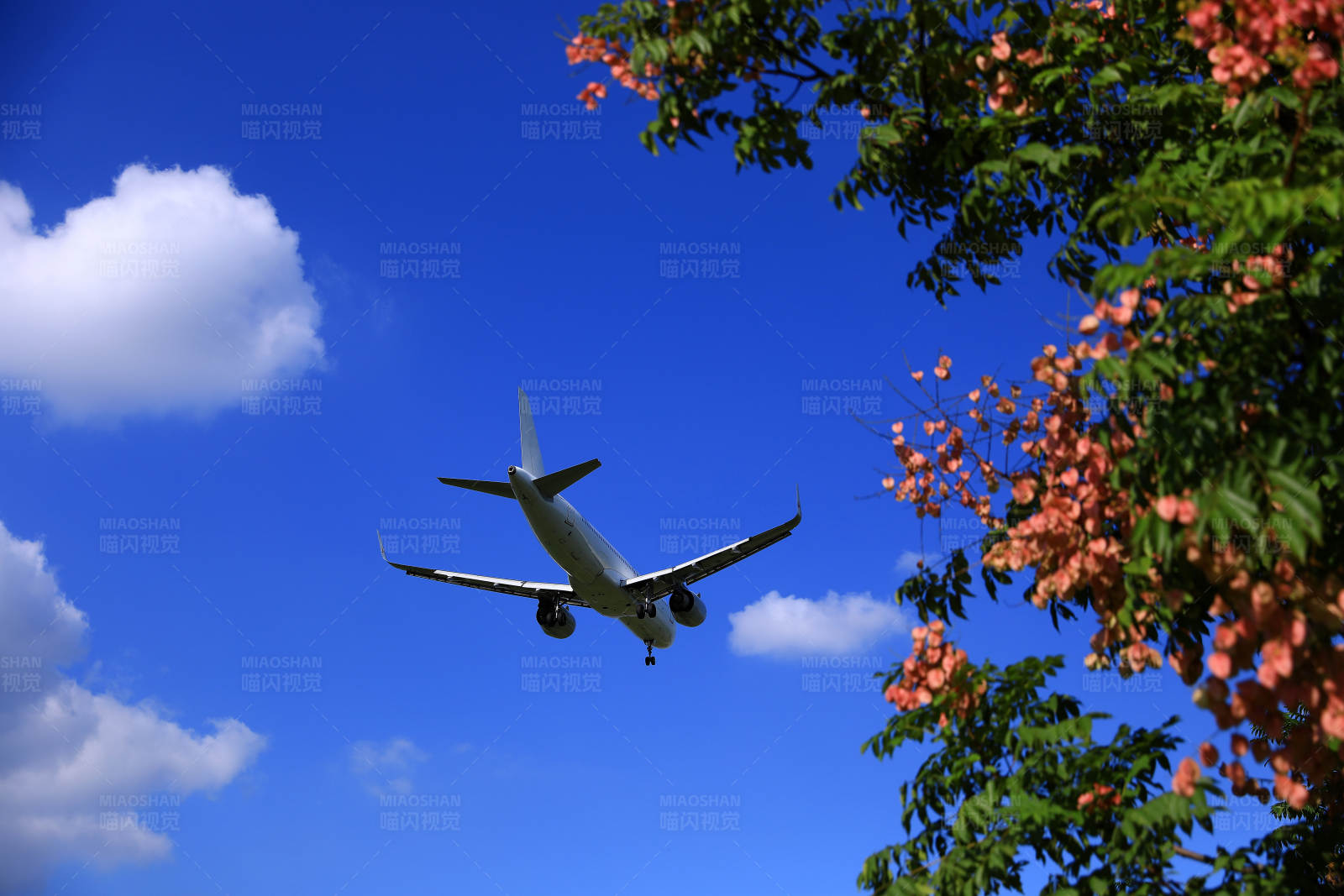 飞机飞越栾树枝头图片
