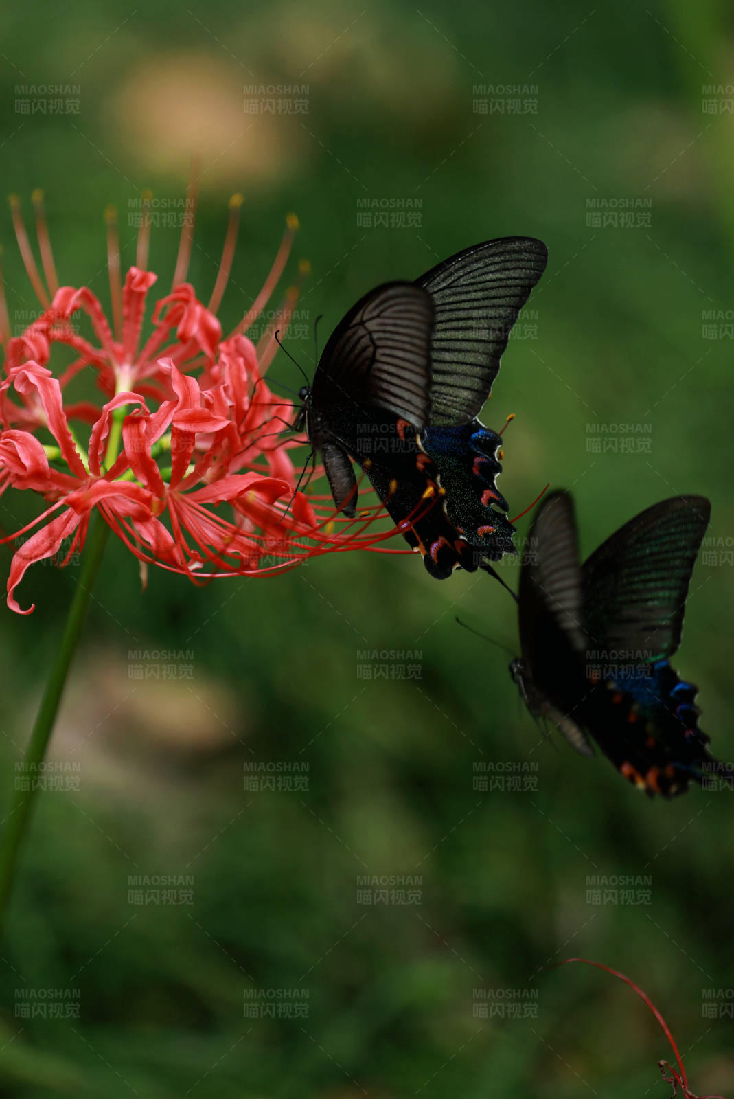 蝴蝶与红花图片