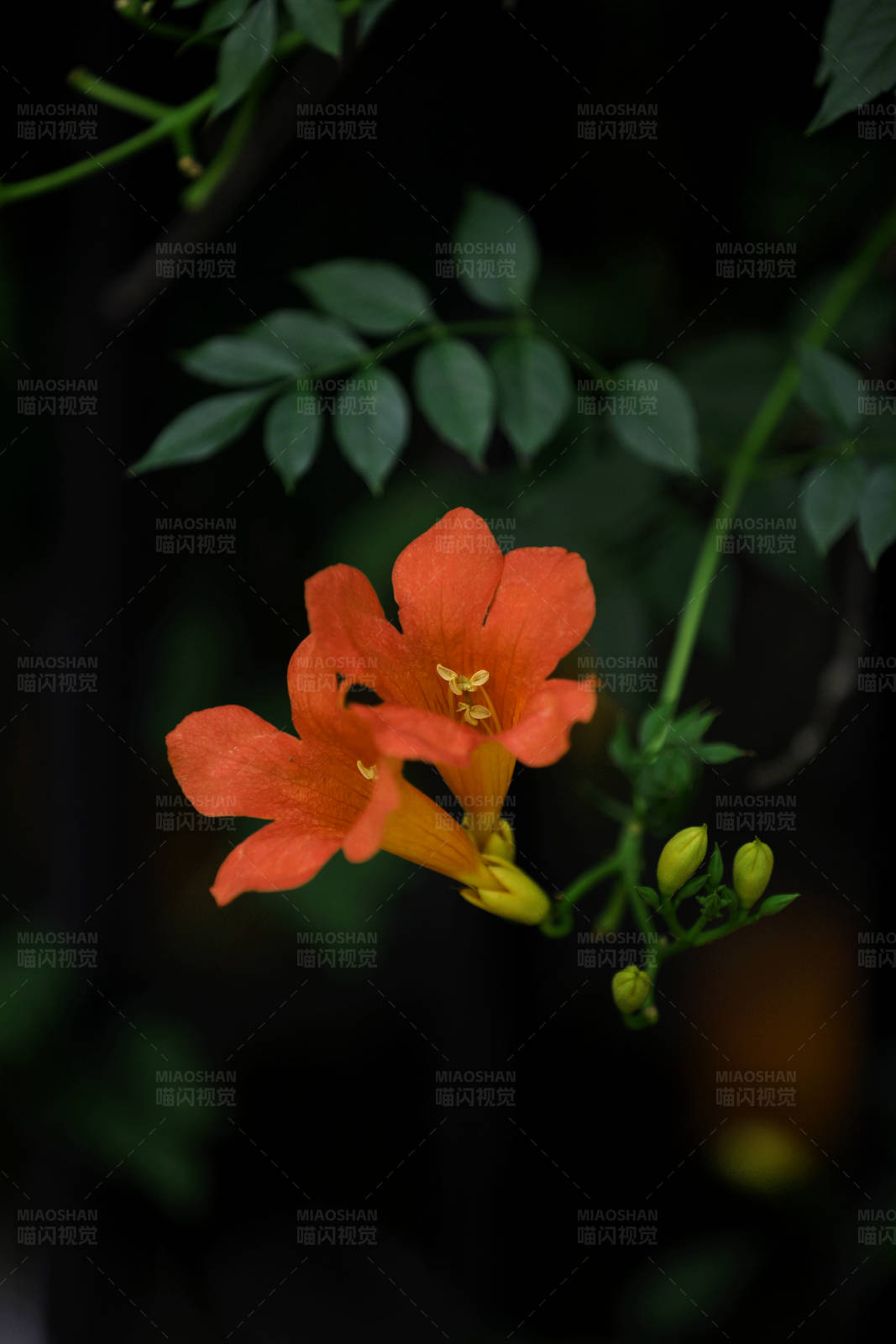 凌霄花特写图片