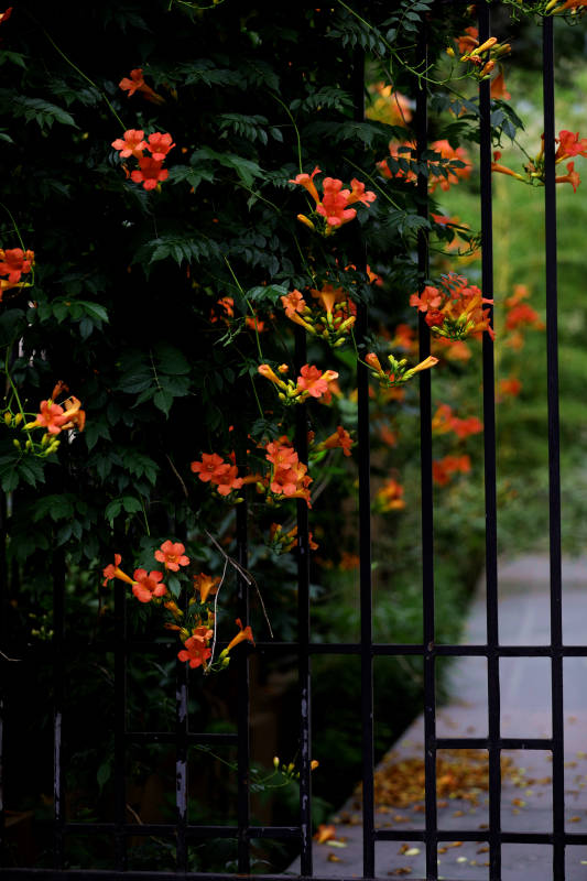 铁栅栏上的橙色凌霄花图片