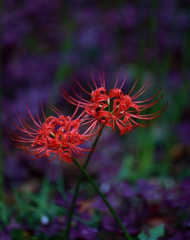 彼岸花的美丽图片