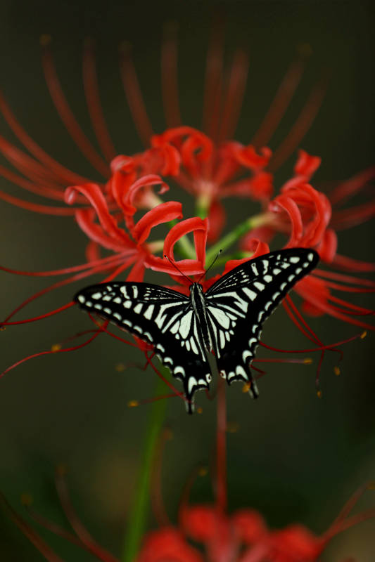 蝶舞红花间图片