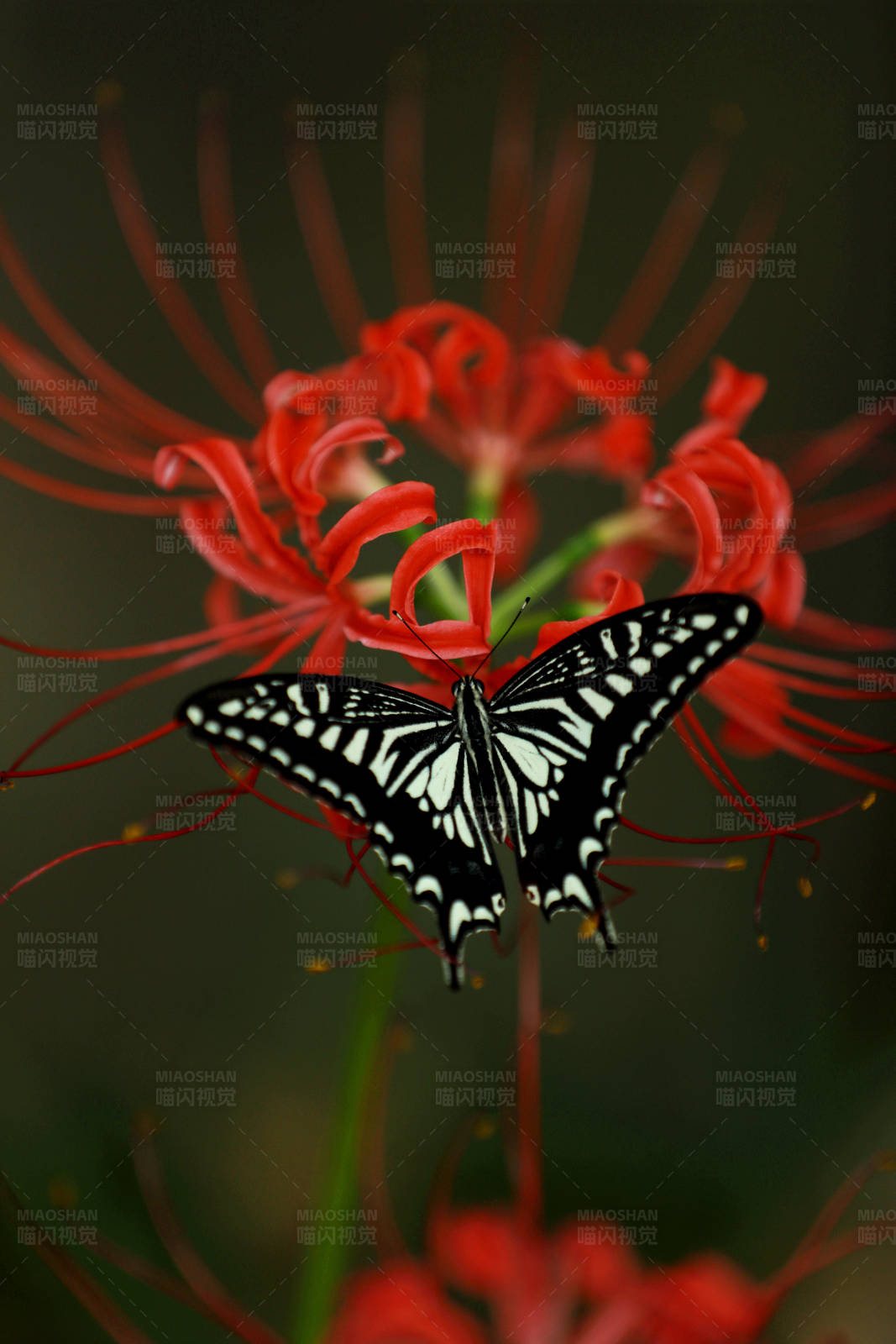 蝶舞红花间图片