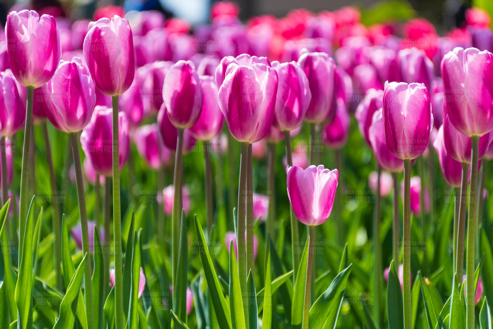粉色郁金香花海图片