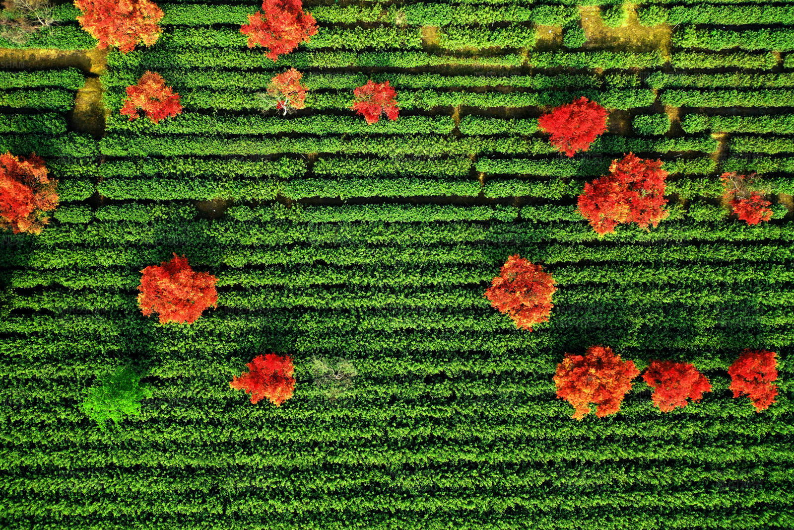 航拍句容红色枫树点缀的茶园图片