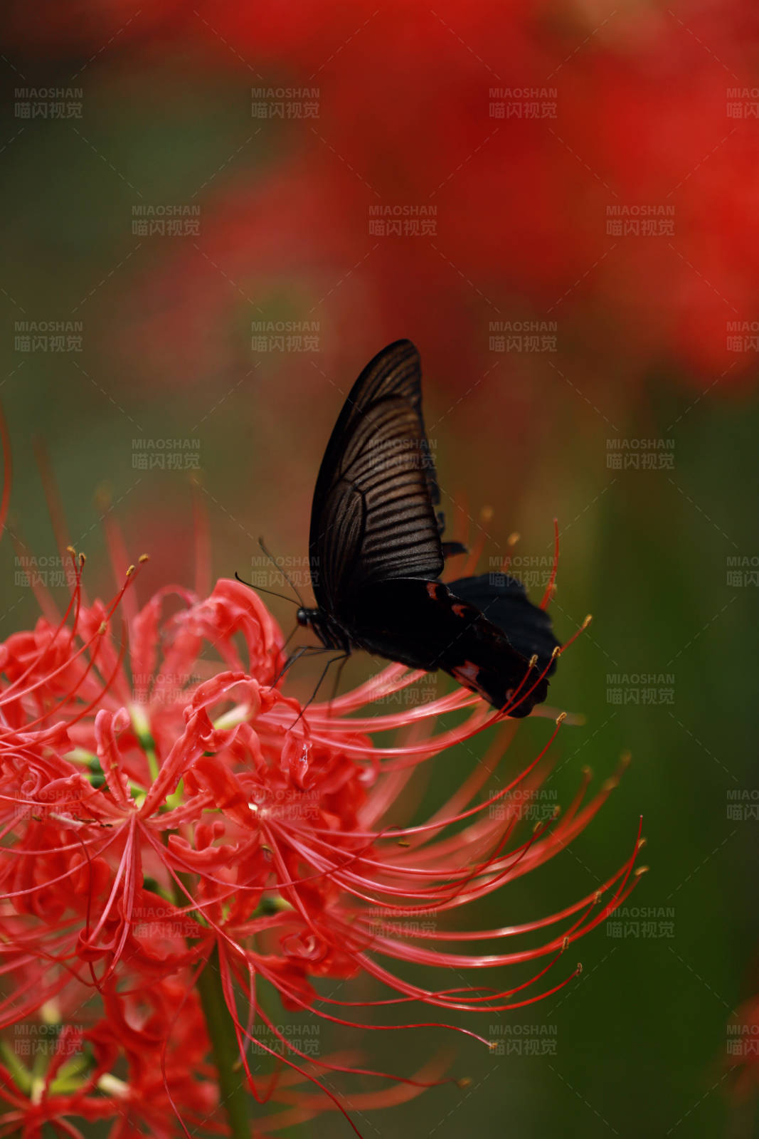 彼岸花绽放图片