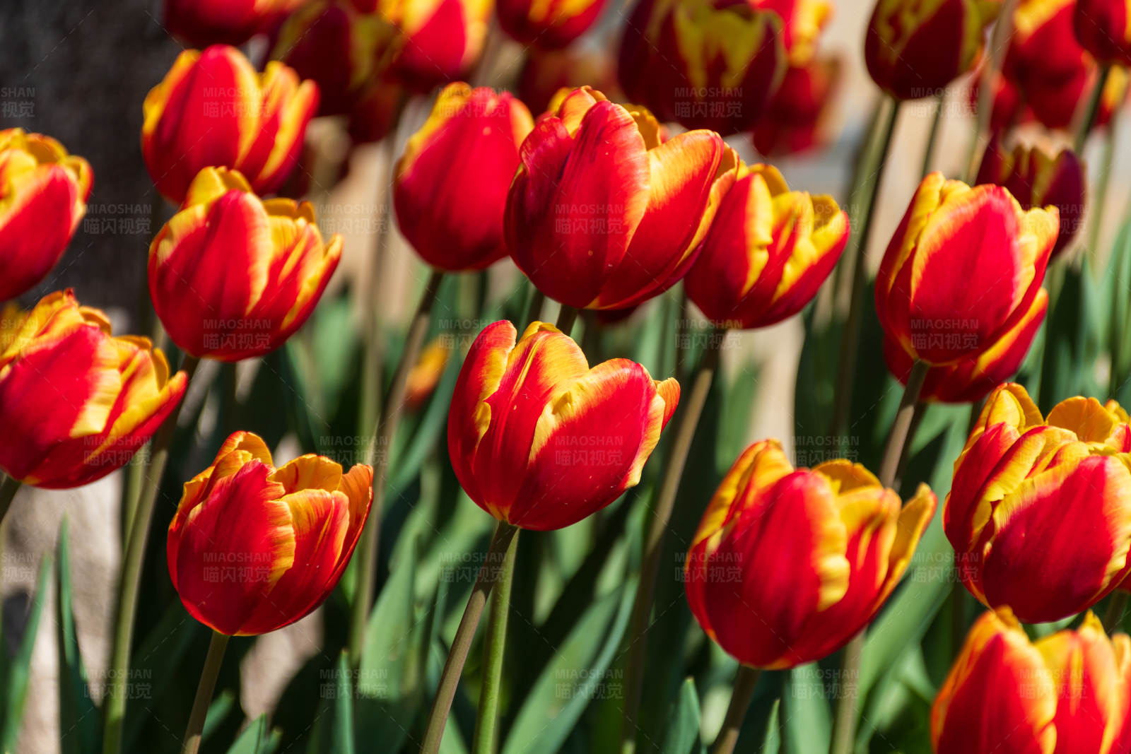 红黄郁金香花海图片