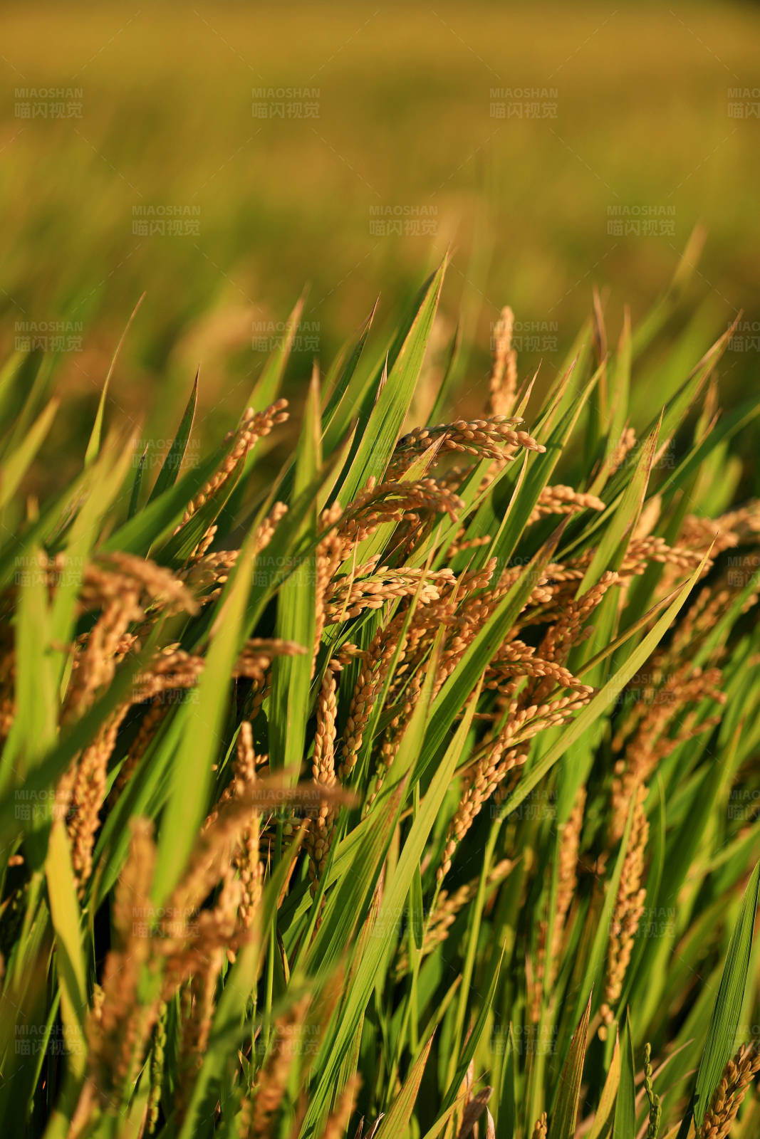 金色稻田丰收季图片