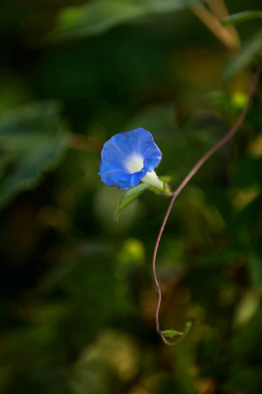 蓝色牵牛花图片