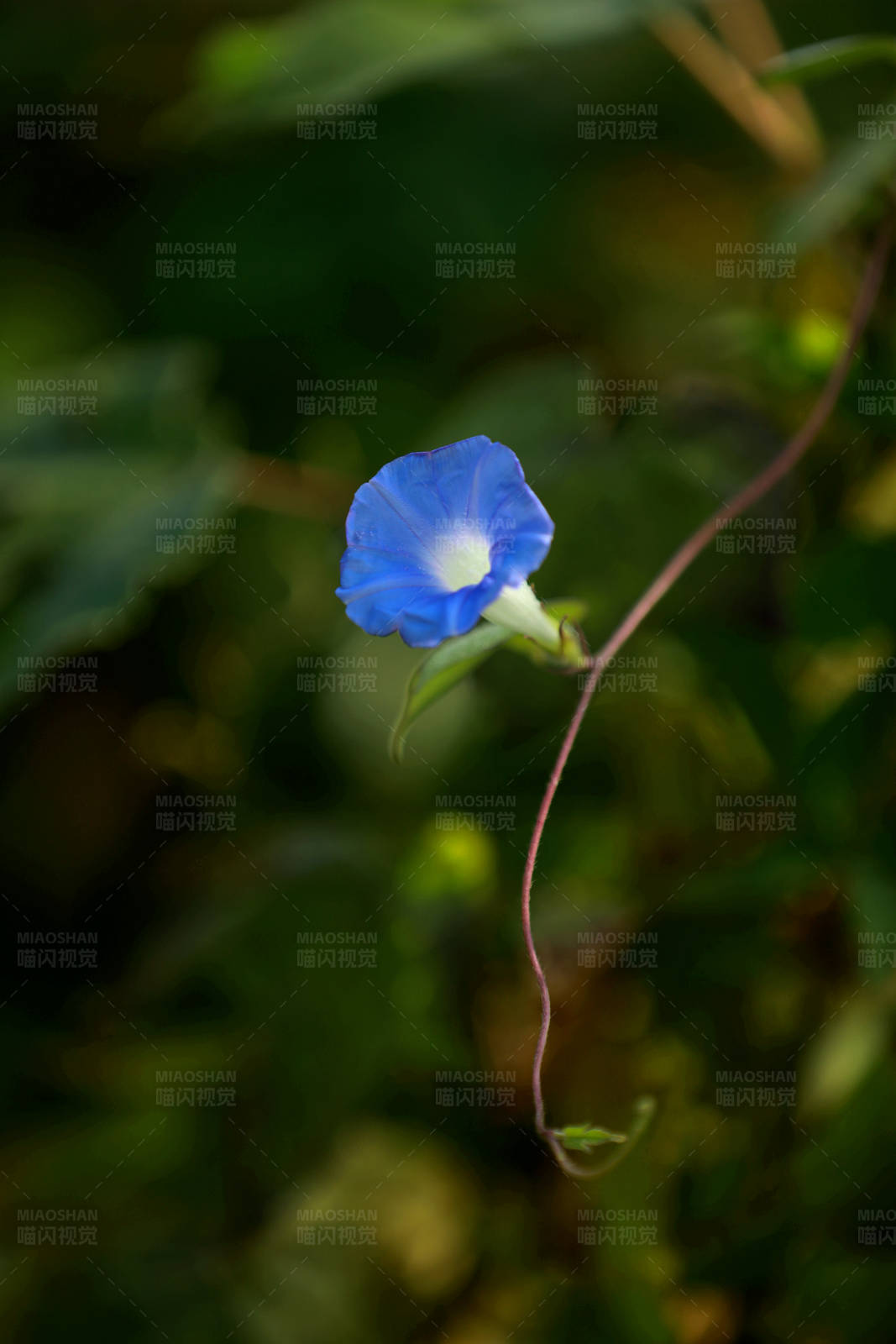 蓝色牵牛花图片