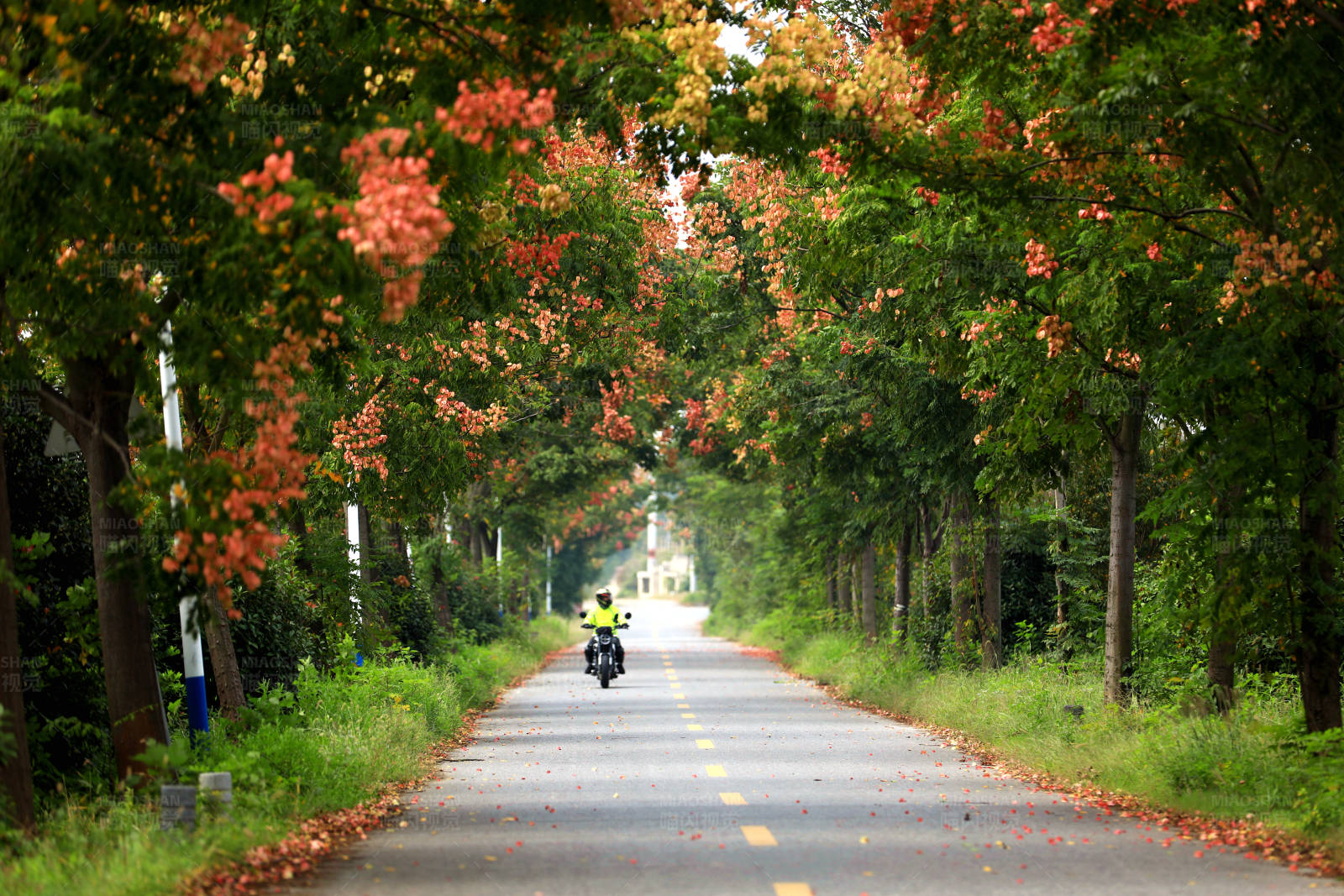 秋日骑行在栾树开花的缤纷大道图片