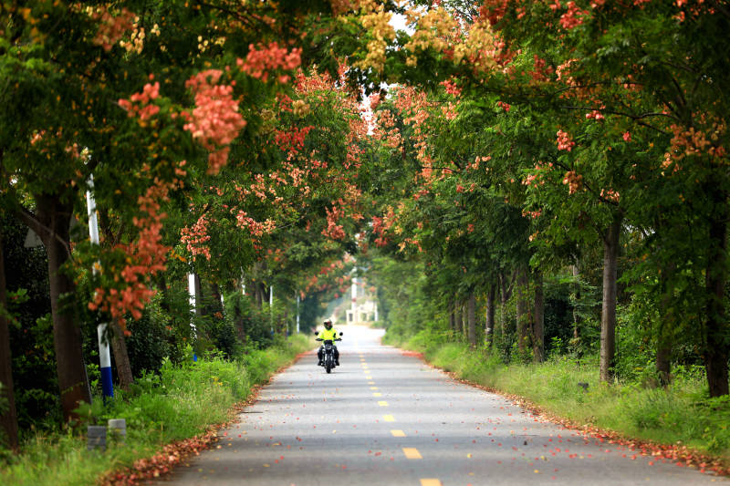 秋日骑行在栾树开花的缤纷大道图片