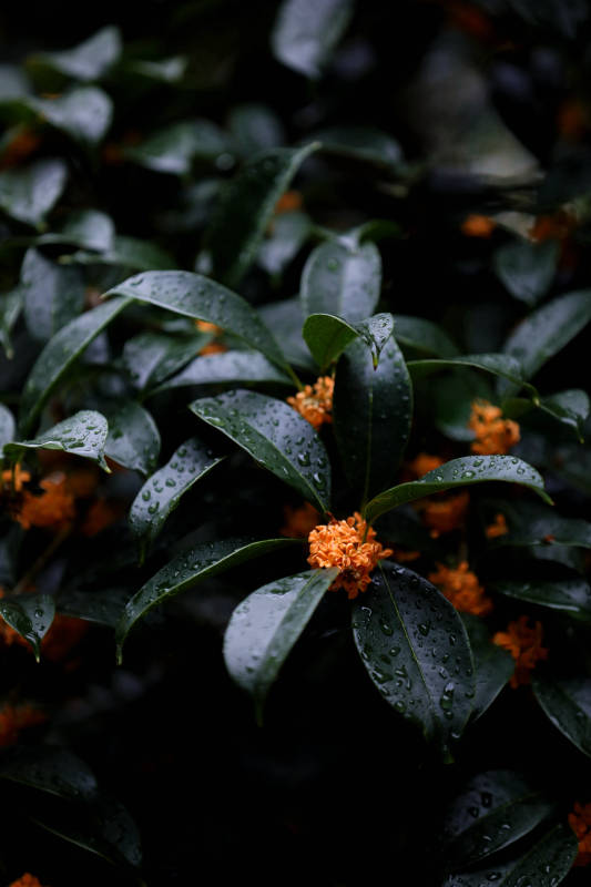 雨后桂花香图片