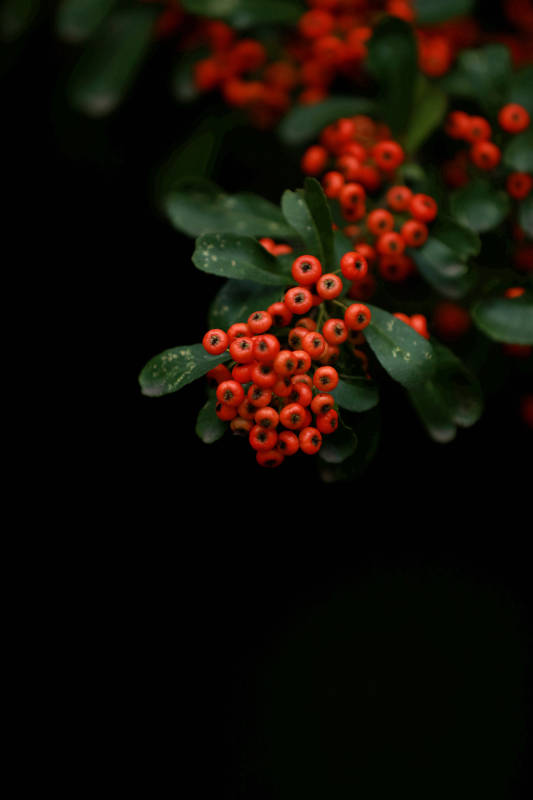 红果绿叶 暗夜点缀图片