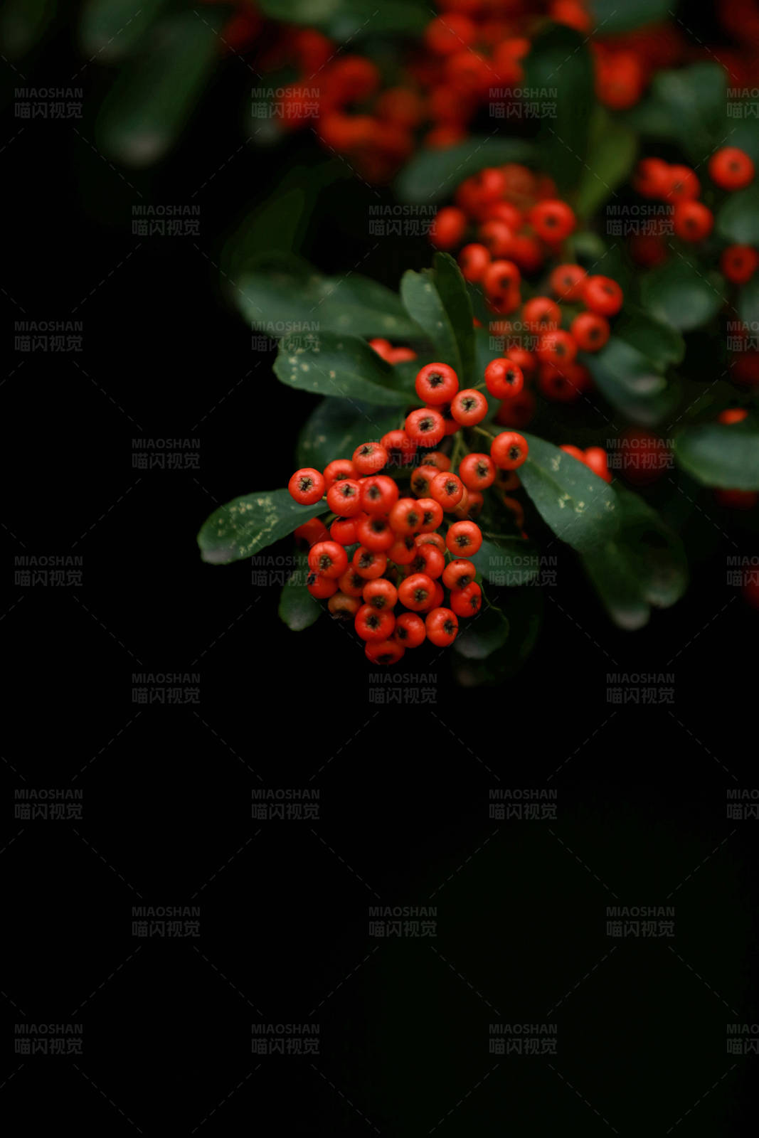 红果绿叶 暗夜点缀图片