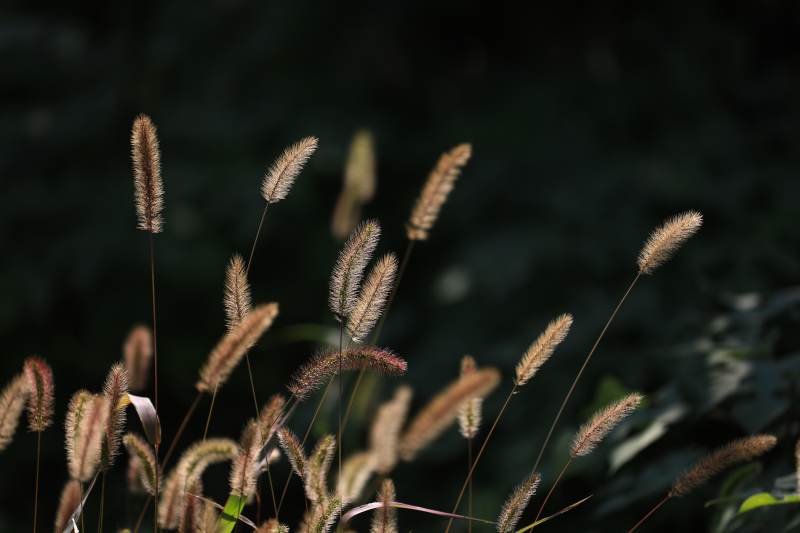秋日野草随风摇曳图片