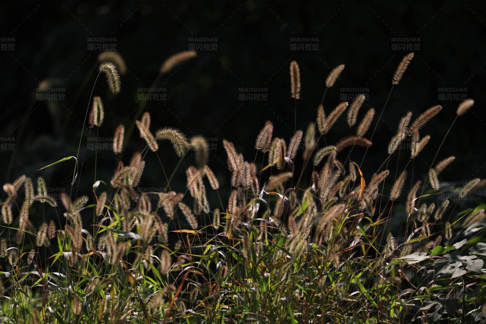 阳光下的野草图片