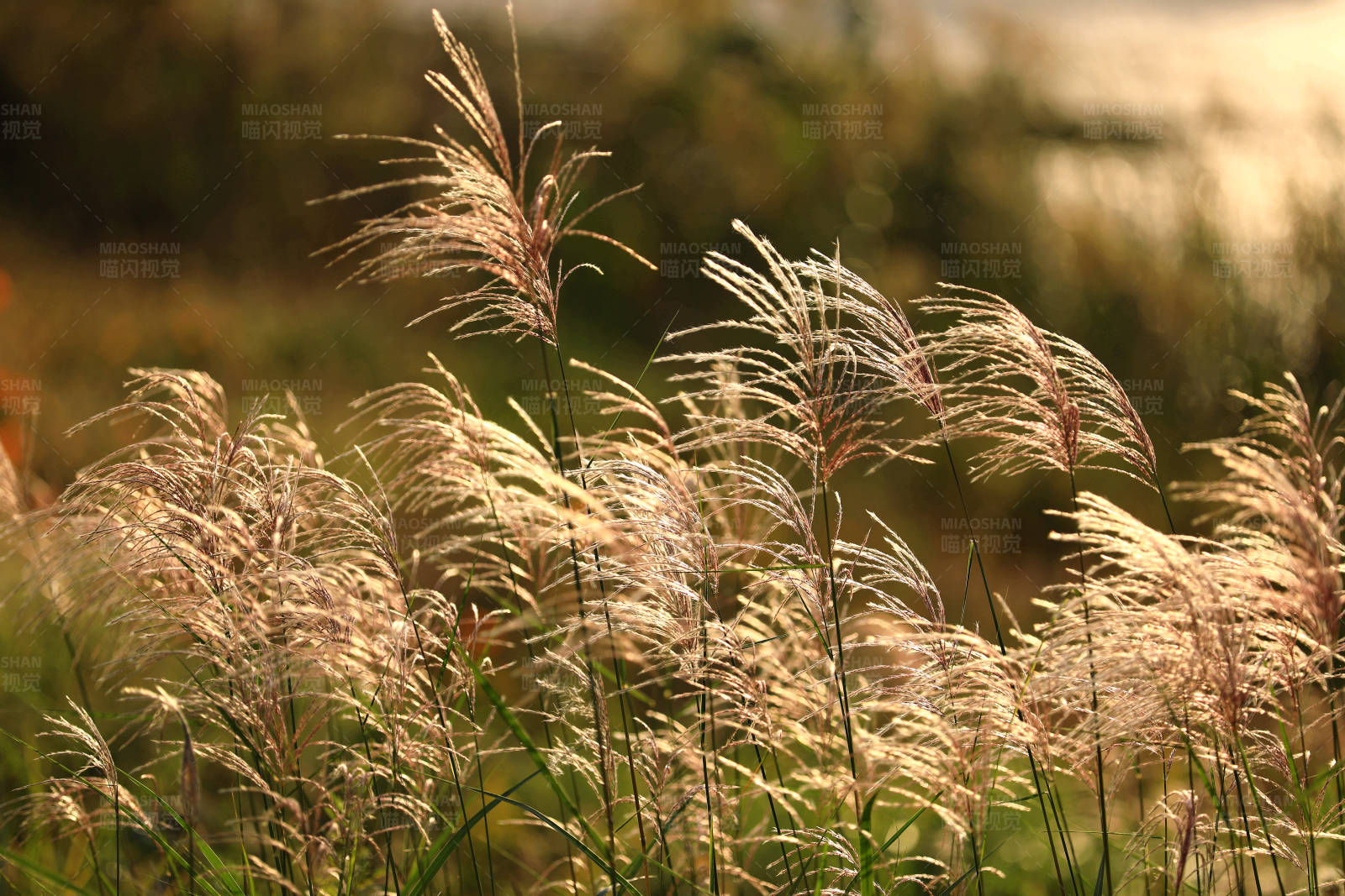 秋日阳光下的芦苇图片