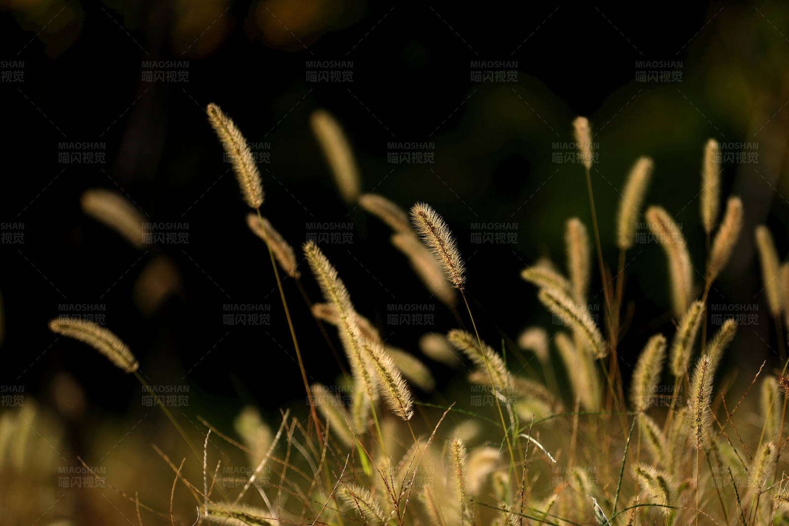 夕阳下的金色狗尾草图片