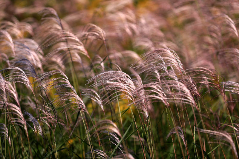 秋风中的芦苇图片