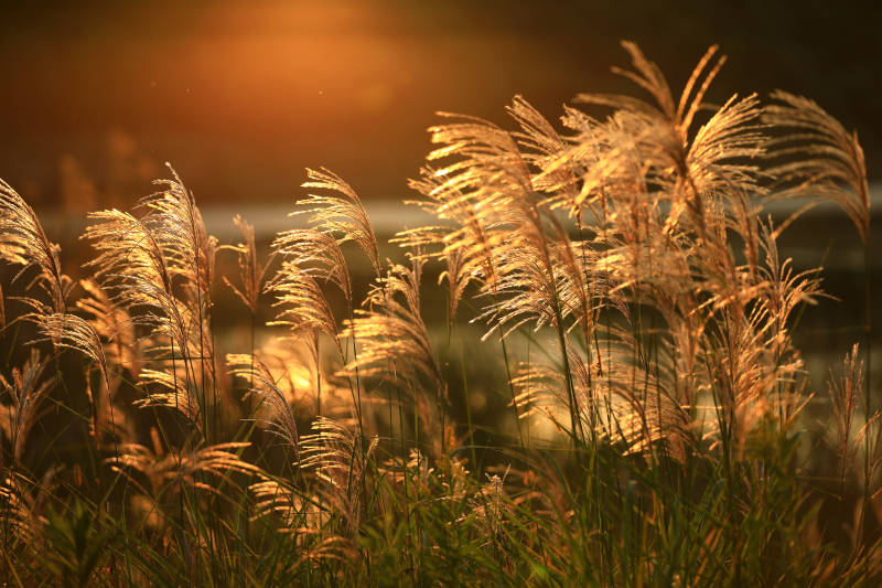 夕阳下的芦苇图片